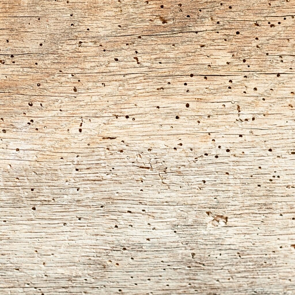 kunstwerk houtworm bescherming tegen insecten kunstrestauratie en kunstrestaurator atelier iddi schilderijenrestaurateur